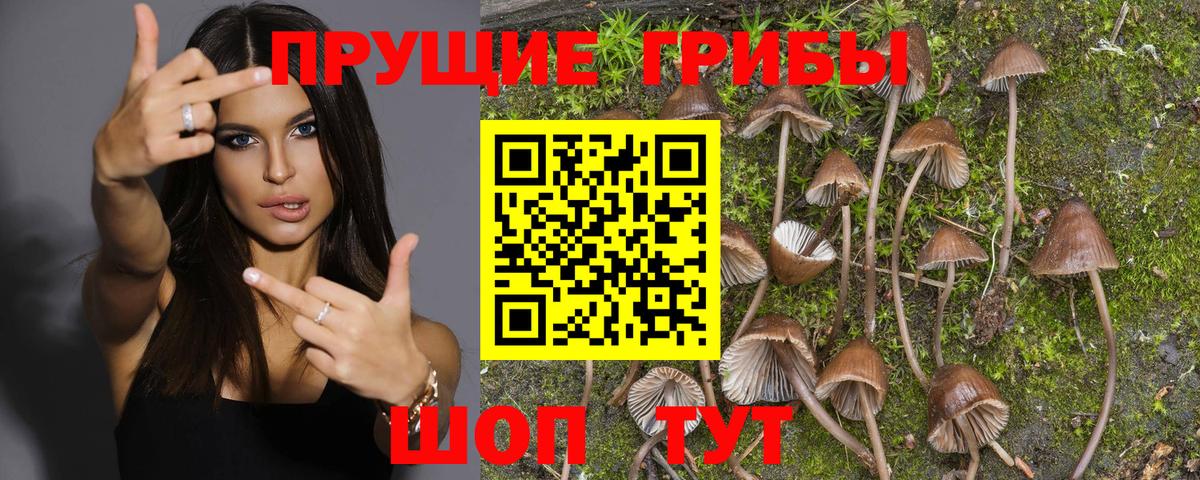 Псилоцибиновые грибы мицелий Урай